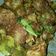 Cooksnap dari rea untuk resep Ayam rica rica pedas