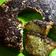 Cooksnap dari Dapur-Anin untuk resep Bolu Pisang Irit Telur No Mixer