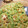 El cooksnap de Matilda Smuky cuando hizo Festival de pestos: 6 de rúcula.