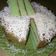 Cooksnap dari Indah Sie Joutexzzt untuk resep Bolu Pandan