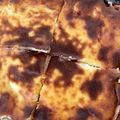 Cooksnap από Mary στη συνταγή Μπεσαμέλ γιαουρτιού εύκολη & light