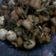 Cooksnap dari Nell'z Kitchen untuk resep Balado Kentang Jletot