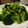 潘俊霖的(簡單料理) 的 蒜味橄欖油花椰菜 cooksnap