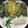 Malati Raha's cooksnap of when they made Steamed Pabda Fish in Bottle Gourd Leaf (Lau Patai Pabda Paturi).