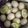 Cooksnap dari Vania Mahdicka E untuk resep Manisan rambutan pedas manis