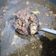Cooksnap dari Mas Andre Gabut untuk resep Rawon daging dan iga sapi