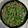 timothy mickol's cooksnap of when they made Pork Bits and Pea Shoots Stir-Fried with Ginger and Pepper.