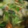 Cooksnap dari Ai Nurmayati untuk resep Sup ikan gabus seger