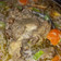Cooksnap dari Mila untuk resep Sup Tulang Sapi