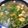𝓐𝓵𝓵𝔂 𝓛𝓲𝓾 的 龍膽石斑の莧菜飯湯 cooksnap