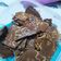 Cooksnap dari Malicha Setiani untuk resep Rosania - Keripik Coklat / Keripik Brownies