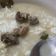 Cooksnap dari Rani HitamPutih untuk resep Gule Sapi ala Hajatan