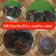 Cooksnap dari Mama Rakha untuk resep Muffin coklat
