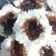 Cooksnap dari Yulia Delvita untuk resep Kue awug tepung ketan