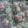 Cooksnap dari °Riariu. untuk resep 86. Bola Klepon (step by step)
