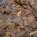 Cooksnap dari Anadianawati Wati untuk resep Rendang asli Padang