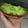 Cooksnap dari anisaramadhanic untuk resep Banoffe (Banana Toffe)