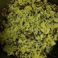 Cooksnap dari Ivy Sujoko untuk resep Avocado Brownie #BrowniesAlpukat