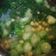 Cooksnap dari crisna m. untuk resep Sayur Bening Bayam |masakan rumahan