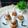 Cooksnap dari Cedane Kitchen untuk resep Kue Dongkal/Kue Awug