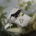 ＳｈｕＣｈｅｎ Ｗｕ 的 媽媽牌無刺虱目魚肚湯 cooksnap