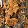 Cooksnap dari Dwi Kanti untuk resep Lele & Tempe Kremes