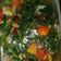 Cooksnap dari Hani Rusdiani untuk resep Kangkung Tumis Saus Tiram