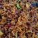 Cooksnap dari Nadya Fitri Maharani untuk resep Teri Kacang Balado