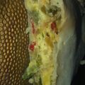 El cooksnap de melany sosa cuando hizo Tarta de zapallito verde.