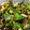 El cooksnap de María del Prado Rodríguez Ramos cuando hizo Ensalada veraniega de mango y arándanos.