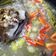 Cooksnap dari abah abi untuk resep Asem-asem Kepala Kambing