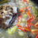 Cooksnap dari abah abi untuk resep Asem-asem Kepala Kambing