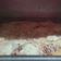 Cooksnap dari siti nurjanah untuk resep Thin Crust Pizza