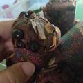 Cooksnap dari Ika Wahyuni83 untuk resep Muffin cokelat choco chips