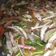 Rowena Tsang 的 素魚翅羹*萍姊 cooksnap