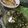 Cooksnap dari Mayya Caira untuk resep 363. Bobor Daun Singkong dan Manisa