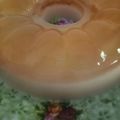 Cooksnap dari Ummu Zafran untuk resep Puding santan nutrijel