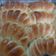 Cooksnap dari Anadianawati Wati untuk resep Wool roll bread (no knead,eggless)