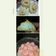 Cooksnap dari Ang Yuli untuk resep Meringue / Permen Kembang Gula