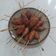 Cooksnap dari catur fatmawati untuk resep Sate Lilit Udang Wortel