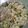 Cooksnap dari Dennis N Cha Mom's untuk resep Tumis Jamur Tiram Daun Bawang