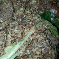 Cooksnap dari lia winastuti untuk resep Serundeng daging