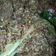 Cooksnap dari lia winastuti untuk resep Serundeng daging