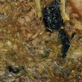 Cooksnap dari Tri yuniasih untuk resep Ayam kecap ala mie ayam, simpel gak pake ribet