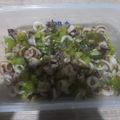 Cooksnap dari Amandini Pertiwi untuk resep Cumi Cabe Ijo