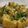 khushbu chavda's cooksnap of when they made નાયલોન ખમણ (Nylon Khaman Recipe In Gujarati).