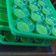 Cooksnap dari Nia Gunawan untuk resep Puding lumut hijau pandan