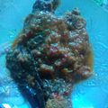 Cooksnap dari Vita Vian untuk resep Nila sambalado