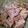 Elizabeth Bouknight's cooksnap of when they made Tinklee's Candy Cane Fudge.