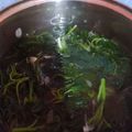 Cooksnap dari @restulia untuk resep Sayur bening bayam kemangi